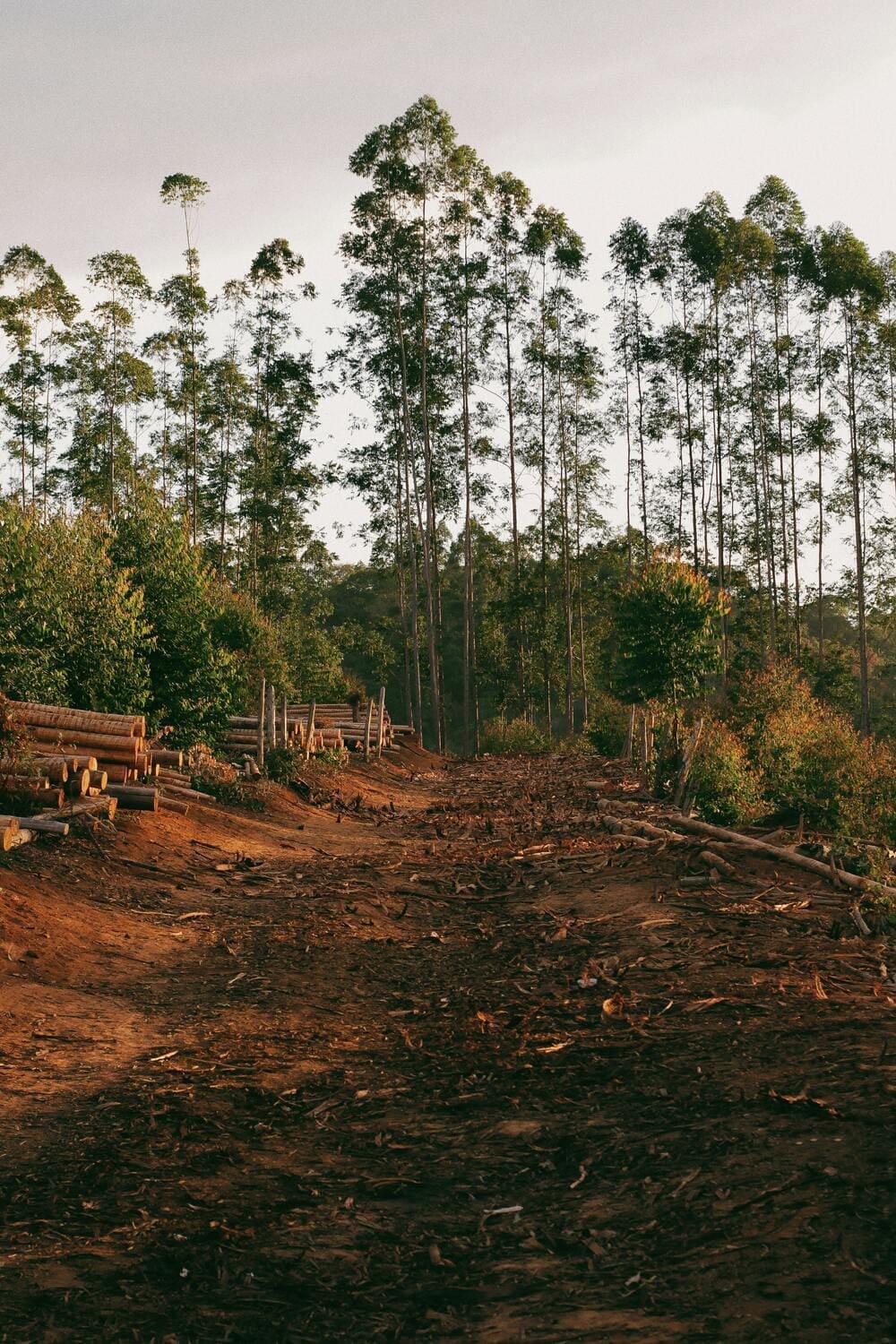 Deforestation A Human Evil